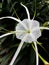 Hymenocallis littoralis flower with beautiful close up in the garden