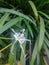 Hymenocallis littoralis Flowers