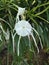 Hymenocallis speciosa flower, the green-tinge spiderlily