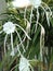 Hymenocallis speciosa flower, the green-tinge spiderlily