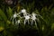 Hymenocallis speciosa, the green-tinge spiderlily, is a species of the genus Hymenocallis that is native to the Windward Islands