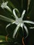 Hymenocallis (Spider Lily) Plant Blossoming.