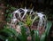 Hymenocallis white flowers in the rain forest of Khao Sok sanctuary, Thailand