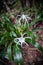 Hymenocallis white flowers in the rain forest of Khao Sok sanctuary, Thailand