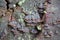 Hymenochaete rubiginosa oak curtain crust mushroom growing on tree in Palatinate Forest Germany