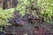 Hymenochaete rubiginosa oak curtain crust mushroom growing on tree in Palatinate Forest Germany