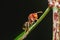 Hymenoptera,hornet on leaf closeup.