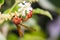 Hymenoptera macro hang white flower