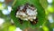 Hymenoptera with nest on green leaves