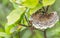 Hymenoptera nest and hymenoptera,selecttive focus