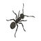 The hymenopteran insect is an ant.Arthropod animal ant single icon