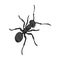 The hymenopteran insect is an ant.Arthropod animal ant single icon in monochrome style vector symbol stock isometric