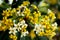 Hymenosporum flavum, native frangipani flowers with a honeybee