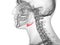 The hyoid bone