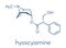 Hyoscyamine alkaloid molecule. Herbal sources include henbane, mandrake, jimsonweed, deadly nightshade and tomato. Skeletal.