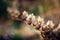 Hyoscyamus niger, black henbane branch or stinking nightshade, macro. Dry henbane flowers with seeds on blurry background, close