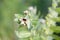 Hyoscyamus niger henbane, black henbane, or smelly nightshade blooming flower close-up. Hyoscyamus niger plant in the wild