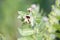 Hyoscyamus niger henbane, black henbane, or smelly nightshade blooming flower close-up. Hyoscyamus niger plant in the wild