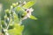 Hyoscyamus niger henbane, black henbane, or smelly nightshade blooming flower close-up. Hyoscyamus niger plant in the wild