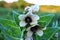 Hyoscyamus niger henbane, black henbane or stinking nightshade blooming flower close up detail on blurry landscape