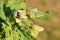 Hyoscyamus niger , henbane flower , flora Iran