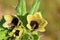 Hyoscyamus niger , henbane flower , flora Iran