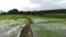 Hyper lapse video sequence with subjective camera walking in green paddy field in Asia, tropical thai countryside time lapse
