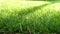 Hyper lapse view at growing grass stalks with shadows from the sunlight moving over the lawn