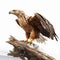 Hyper-realistic 3d Sea Eagle Model On Branch Uhd Illustration