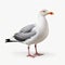Hyper-realistic 3d Seagull Model With Detailed Fur And Feathers