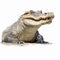 Hyper-realistic Alligator Portrait On White Background