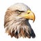 Hyper-realistic Bald Eagle Head Illustration - Detailed Portraiture Icon