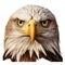 Hyper-realistic Bald Eagle Head Illustration With Xbox 360 Graphics