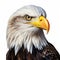 Hyper-realistic Bald Eagle Illustration On White Background