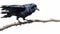 Hyper-realistic Black Raven Illustration On Branch