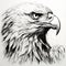 Hyper-realistic Black And White Eagle Head Sketch