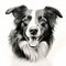 Hyper-realistic Border Collie Artwork: Detailed Illustrations In Black And White