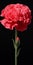 Hyper Realistic Carnation Flower Sculpture On Black Background