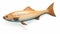 Hyper-realistic Carved Wood Fish Illustration On White Background