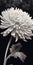 Hyper-realistic Chrysanthemum With Stem