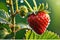 Hyper-Realistic Close-Up Photo of a Dew-Kissed Ripe Strawberry - Fibers and Seeds Visible, Backlit Beauty