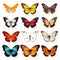 Hyper-realistic Colorful Butterfly Collection On Transparent Background