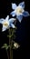 Hyper Realistic Columbine With Stem: Aquirax Uno Inspired Floral Art