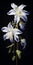 Hyper Realistic Columbine With Stem: Black Background, Blue And White Flowers