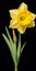 Hyper Realistic Daffodil Illustration With High Contrast