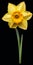 Hyper Realistic Daffodil Illustration With High Contrast On Black Background