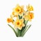 Hyper-realistic Daffodils Vector Illustration On White Background