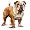 Hyper-realistic English Bulldog Standing Illustration In 4k