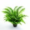 Hyper-realistic Fern In Pot: Stunning Commercial Photography In 8k