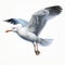 Hyper-realistic Flying Seagull Illustration With Vibrant Colors